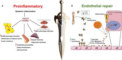 Chemokine Receptor 5, a Double-Edged Sword in Metabolic Syndrome and Cardiovascular Disease